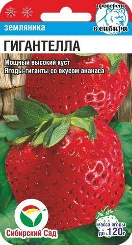 ЗЕМЛЯНИКА, КЛУБНИКА, ЯГОДЫ