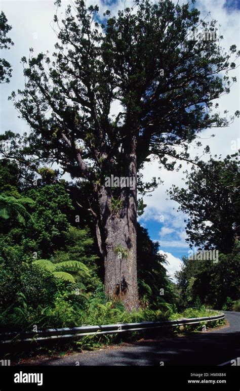 New Zealand Kauri Agathis Australis Araucariaceae Waipoua Forest