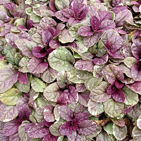 Ajuga Reptans Burgundy Glow Bugle Rampante Panach E