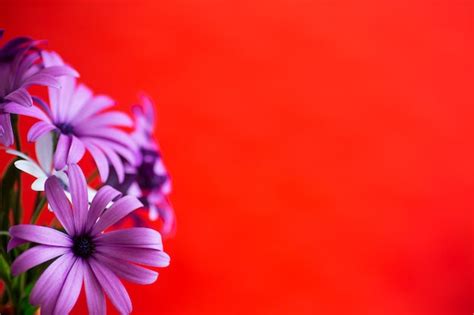 Hermosas Flores Blancas Y Moradas De Osteospermum Aisladas Sobre Fondo