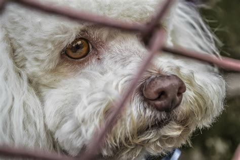 Por qué adoptar un perro o un gato Veterinos Centre Veterinari