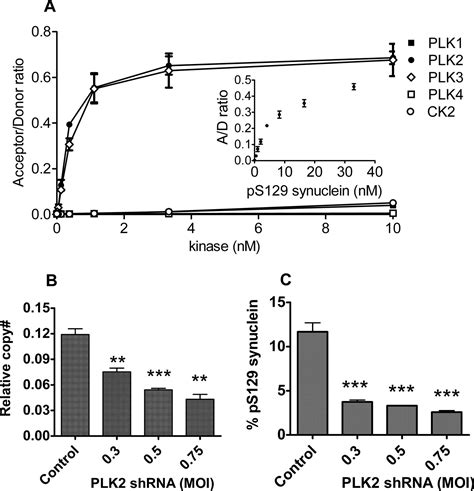 Polo like Kinase 2 PLK2 Phosphorylates α Synuclein at Serine 129 in