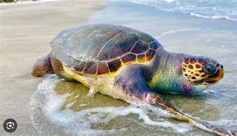 Biodiversité Les plages de Mahdia de plus en plus prisées par les