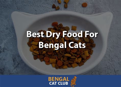 Best Dry Food For Bengal Cats 2023