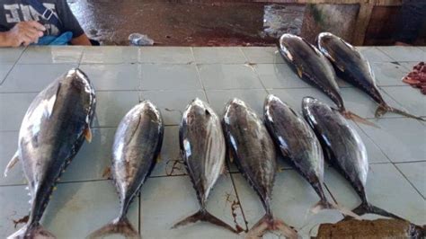 Meski Cuaca Buruk Harga Ikan Di Desa Jikumerasa Pulau Buru Terbilang