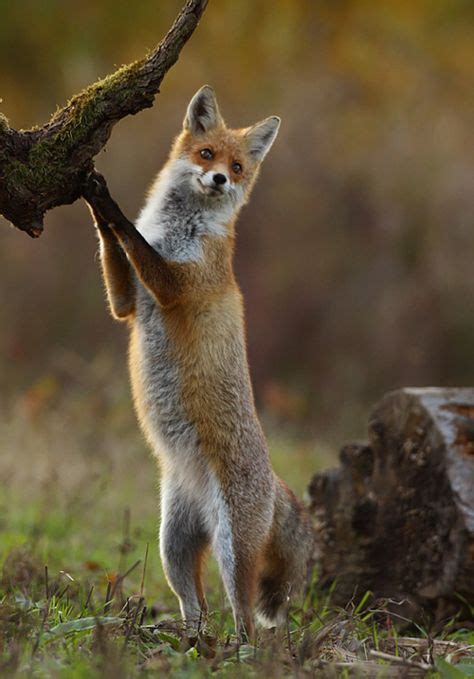 Pin By Theveganrunner On Amazing Vibrant And Beautiful Fox Fox Dance