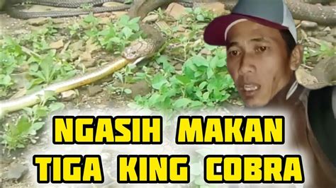 Ngasih Makan Tiga King Cobra Ketiganya Punya Makanan Kesukaan Yang