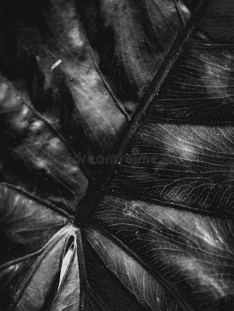 Black And White Leaf Stock Image Image Of Growing Background 228894903