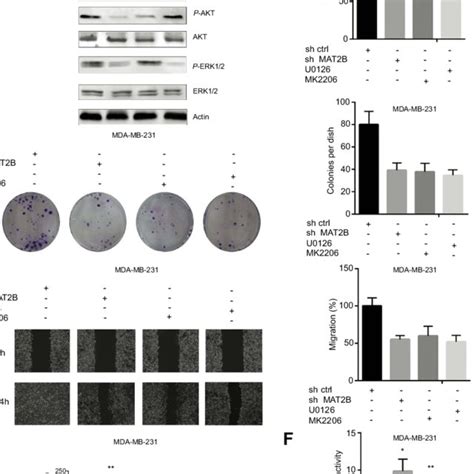 MAT2B Knockdown Activates Apoptosis In TNBC Cells Cells Were