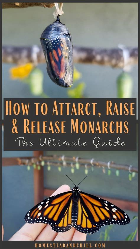 All About Monarchs How To Attract Raise And Release Monarch