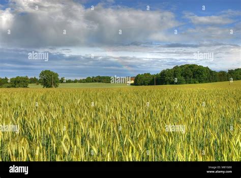 Culturas Triticale Fotograf As E Im Genes De Alta Resoluci N Alamy