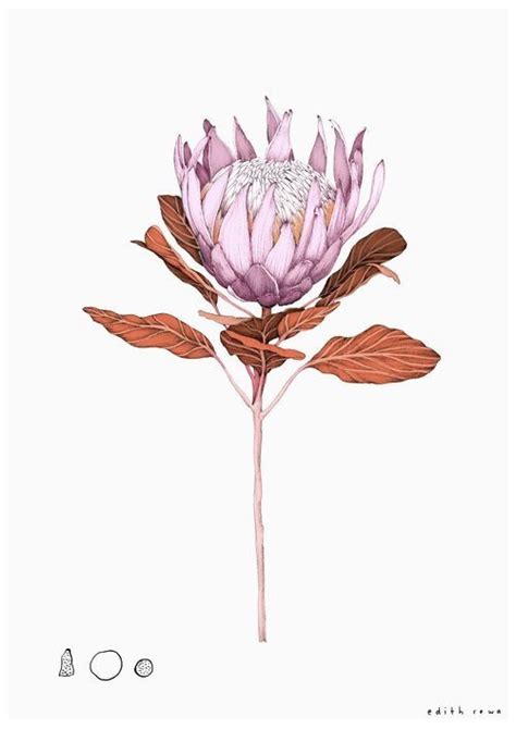 Pin By Elisa Con La Valigia On Protea Protea Art Flower Drawing