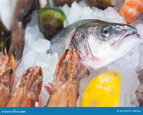 Fresh Seafood Stock Photo Image Of Fishing Frozen Ocean 26176210