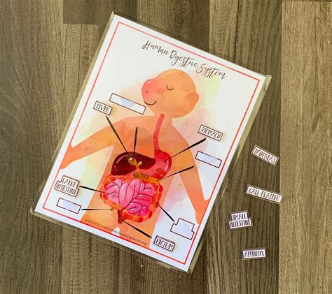 Human Digestive System Puzzle Learning Game Busy Book Etsy