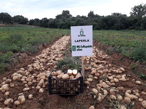 LAPERLA