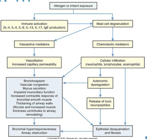 Cardio Pulmonary Patho FINAL Flashcards Quizlet