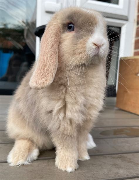 Harlequin Lop Rabbit