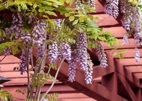 Wisteria How To Plant Grow And Care For Wisteria Vines The Old