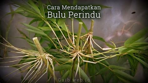 mendapatkan bulu perindu dunia gaib  spiritual