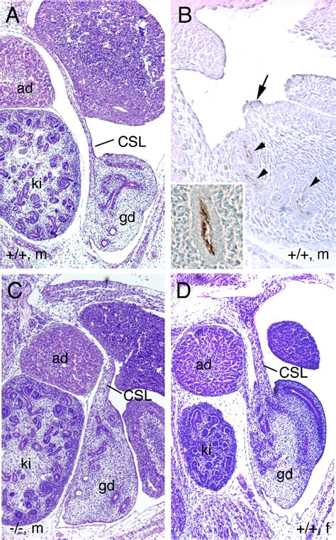 Role Of Endocytosis In Cellular Uptake Of Sex Steroids Cell