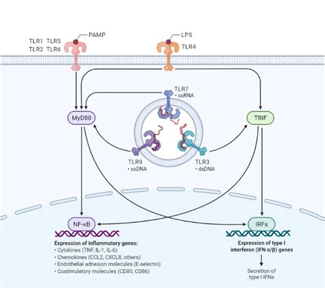 Tlr Signaling Pathway Biorender Science Templates