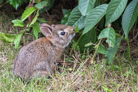 Baby Bunny Eating Leaf Photograph by Terry DeLuco - Fine Art America