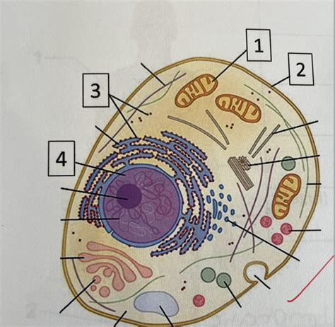 Animal Cell Diagram Diagram Quizlet