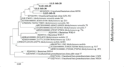 Phylogenetic S Rrna Gene Tree With Representative Sequences Of The