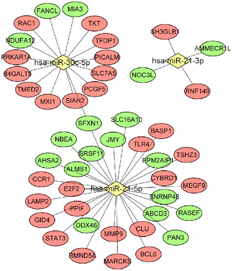 Mirna Gene Interaction Network Orange Indicates The Upregulated Genes