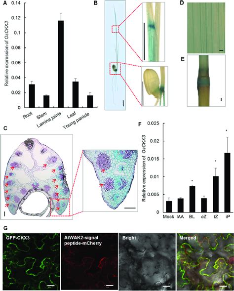 Spatiotemporal Expression Of Osckx Gene A Transcriptional Analysis