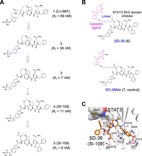 Figure From A Potent And Selective Small Molecule Degrader Of Stat