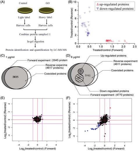 The Silac Lc Msms Quantitative Proteomic Procedure And Results A