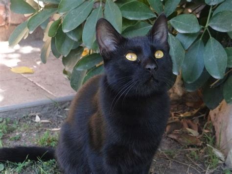 Pin De Lin Kerns En Felinidae Black Cats Gatos