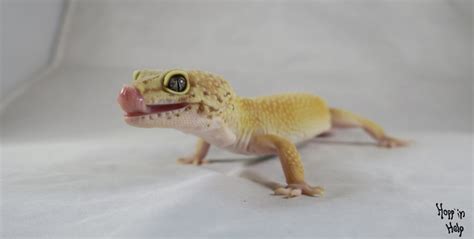 Leopard Gecko Care Sheet - Hopp'in Help