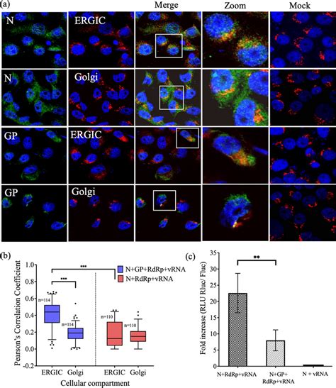 Subcellular Localization Of N Protein Together With All Viral