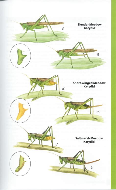 Guide To Night Singing Insects Of The Northeast Booklet And Cd