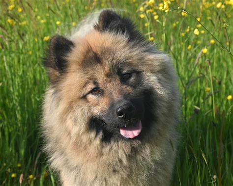 Un Perro Con Nariz Negra Y Nariz Negra Est Parado En Un Campo De