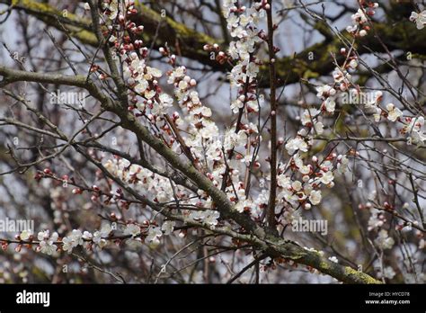 Blooming Wild Apricot In The Garden Spring Flowering Trees