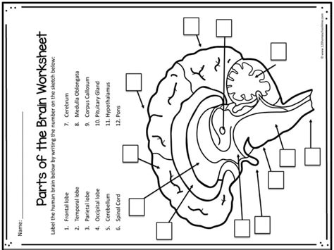 brain worksheets.pdf