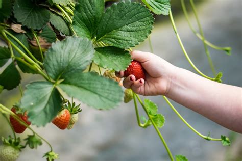 La Fruitière des Cantons Granby région