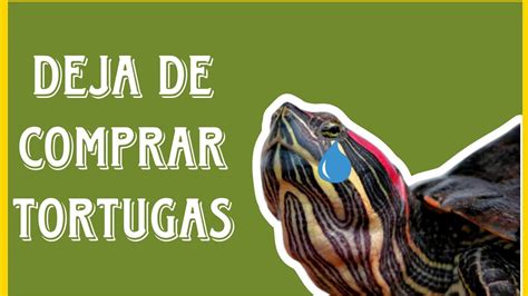 Todo lo que necesitas saber sobre las tortugas de mascota guía