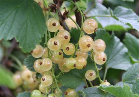 Witte Bessenstruik Aalbes Witte Parel Vanaf Witte Bessen