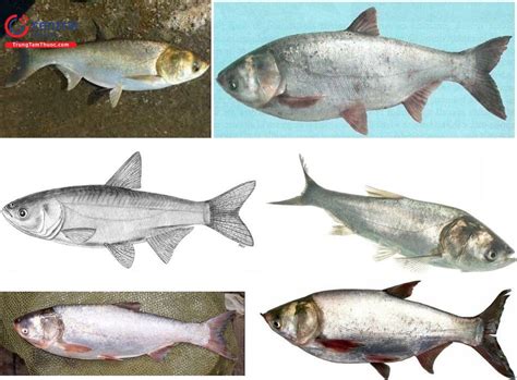 ca  aristichthys nobilis richardson bo nao nhuan phe