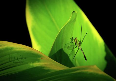 Dragonfly Photograph By Heidi Wilson Fine Art America