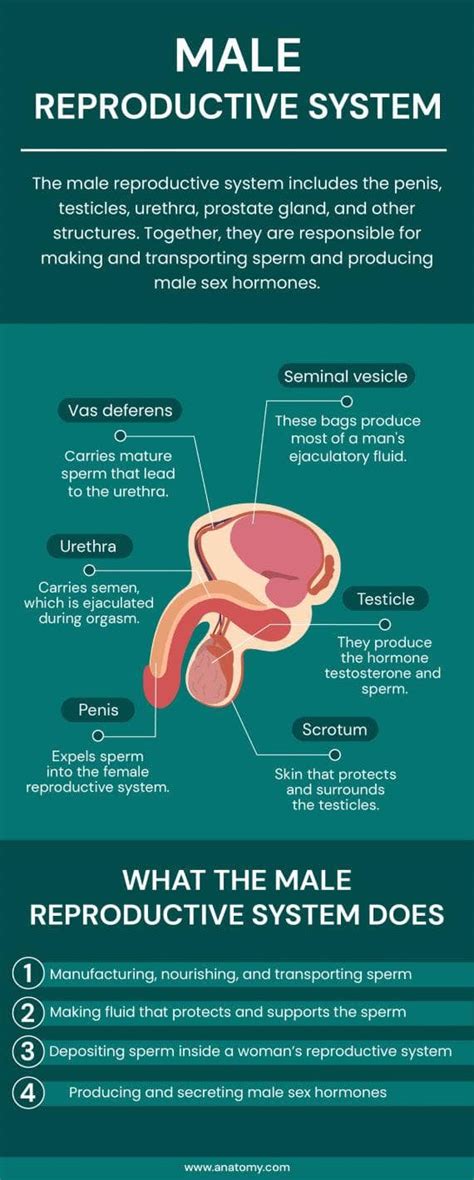 Male Reproductive System Anatomy Infographic Template Infografolio