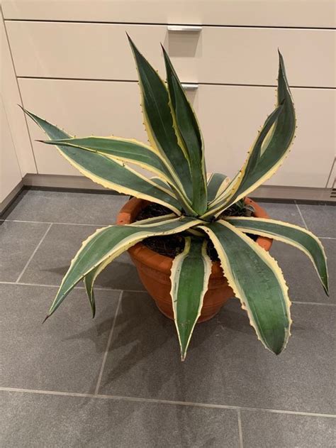 Agave Americana Mittlere Gr Sse Kaufen Auf Ricardo