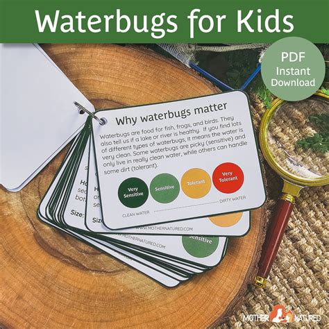 Waterbug Identification for Kids Aquatic Macroinvertebrates for Kids ...