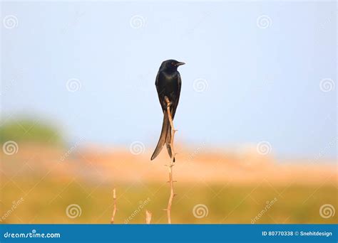 Black Drongo Dicrurus Macrocercus Spotted In Pench National Park India