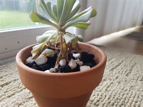 Help with my Topsy Turvy Succulent? : r/plantclinic