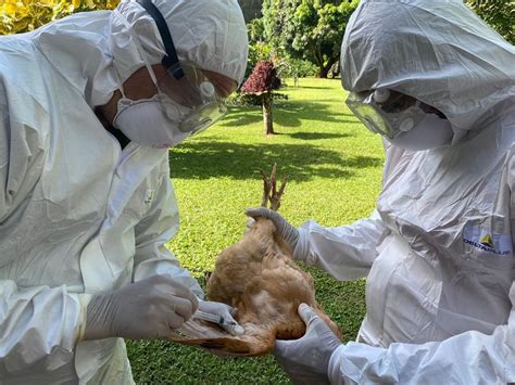 Senasa Detecta Dos Nuevos Focos De Influenza Aviar En Aves Silvestres Y